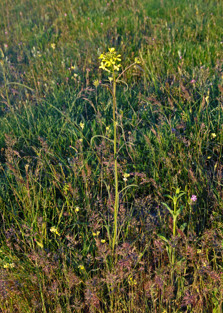 Image of Erysimum canescens specimen.