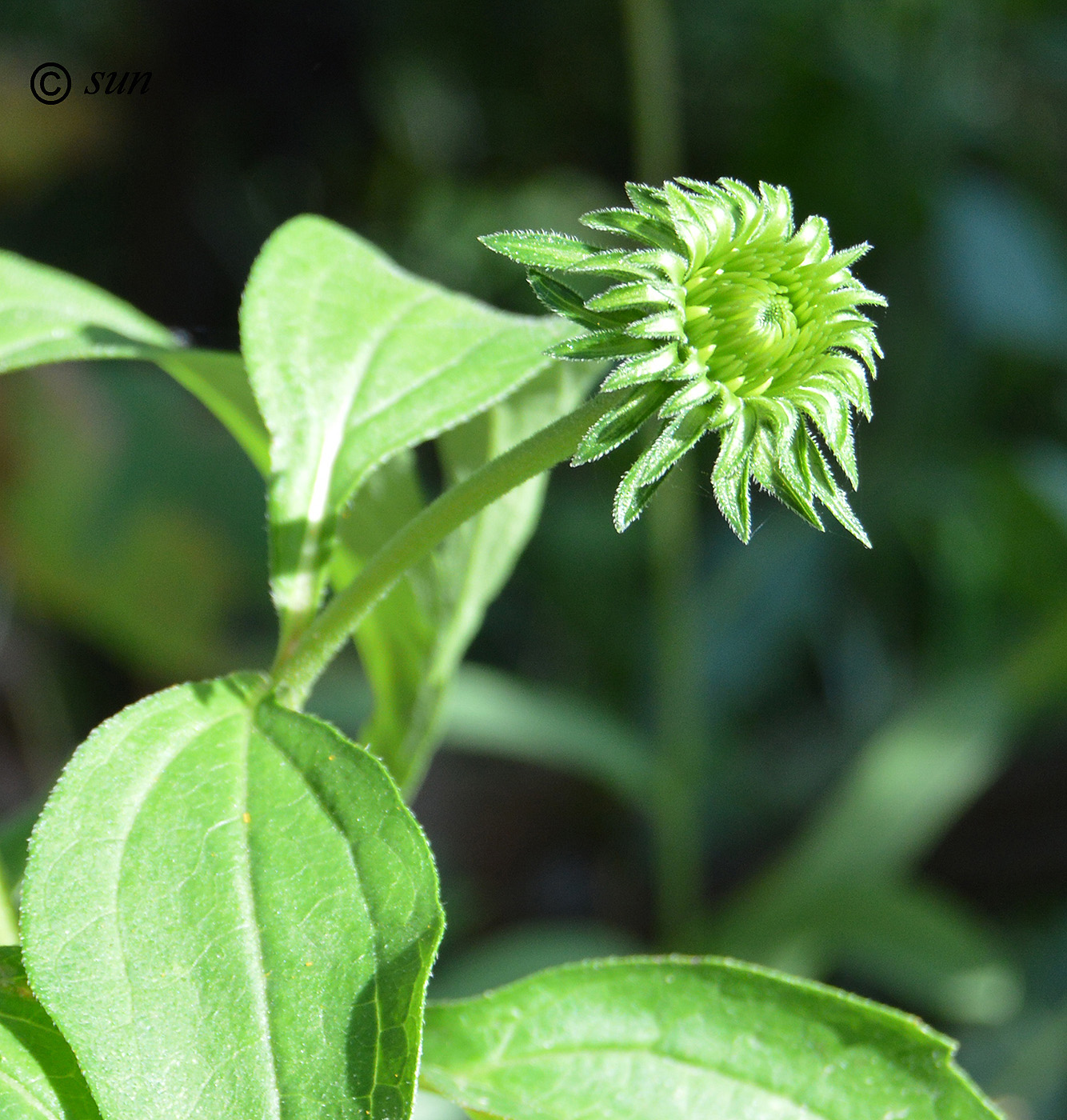 Изображение особи Echinacea purpurea.