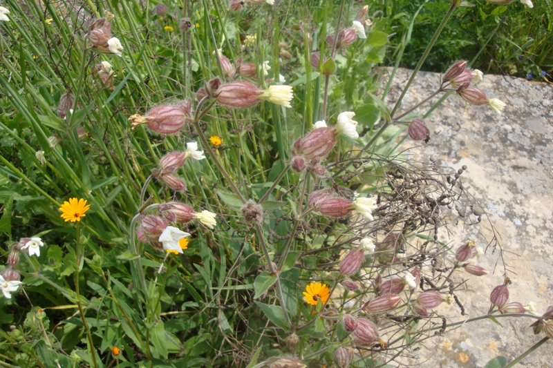 Изображение особи Melandrium latifolium.