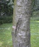 Betula microphylla