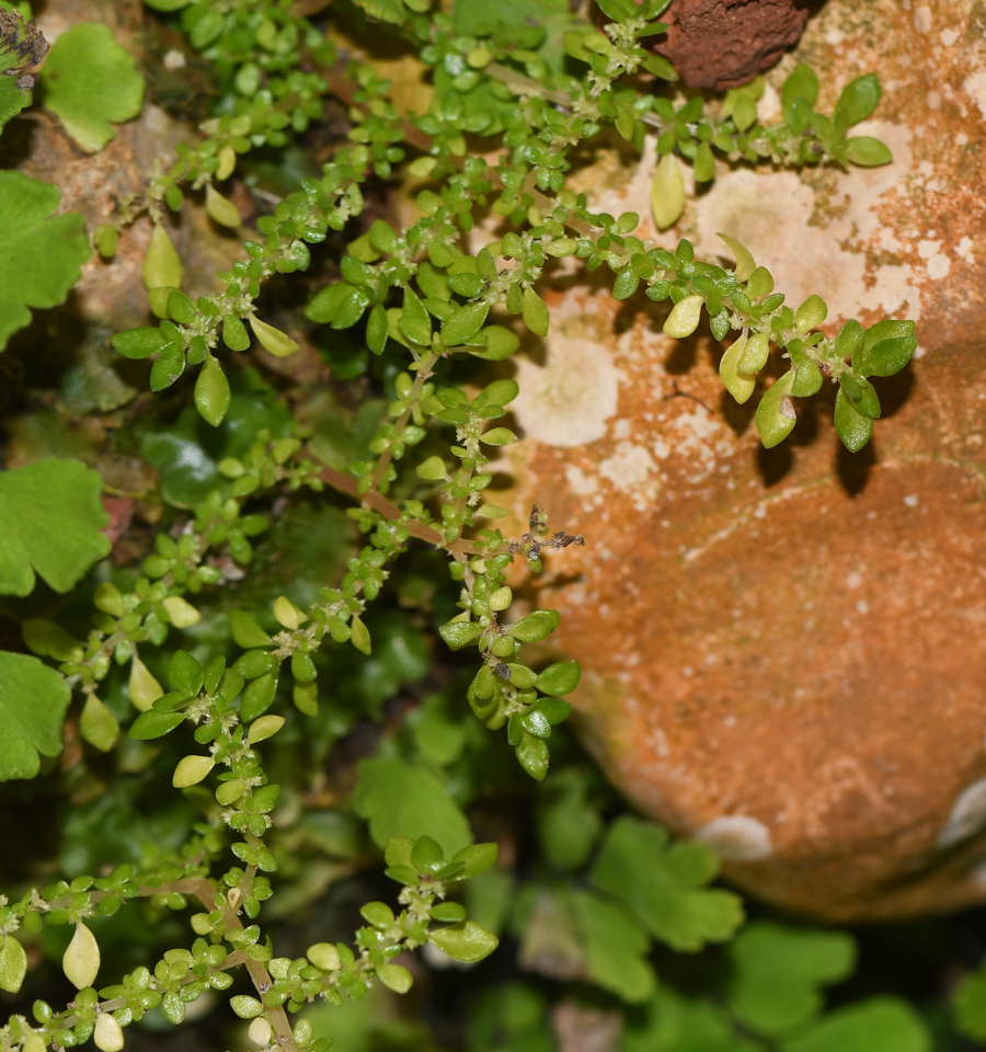 Image of Pilea microphylla specimen.