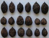 Juglans mandshurica