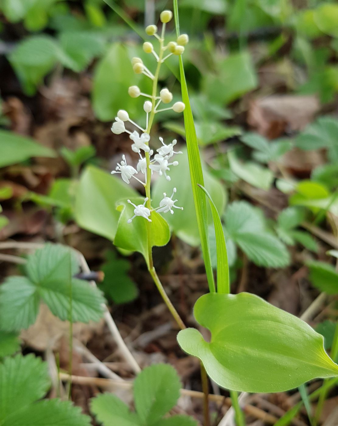 Изображение особи Maianthemum bifolium.