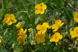 Helianthemum ovatum