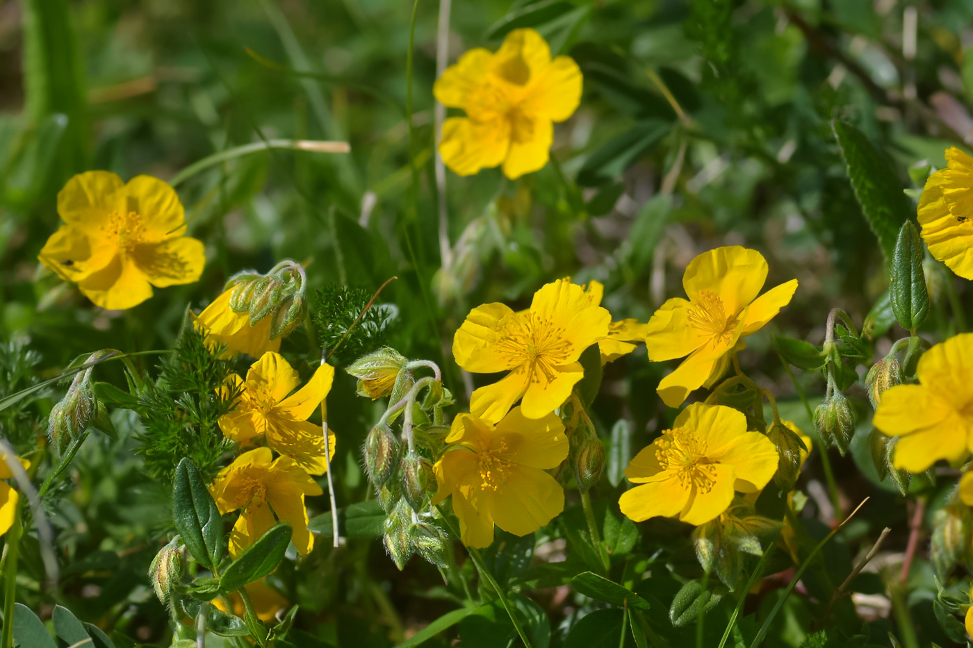 Изображение особи Helianthemum ovatum.