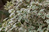 род Pittosporum