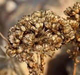 Crithmum maritimum