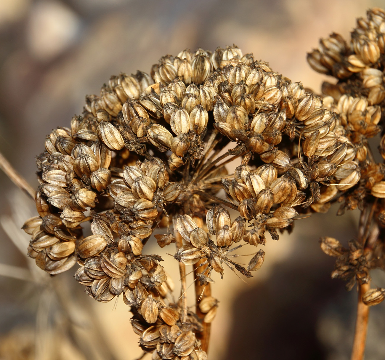 Image of Crithmum maritimum specimen.