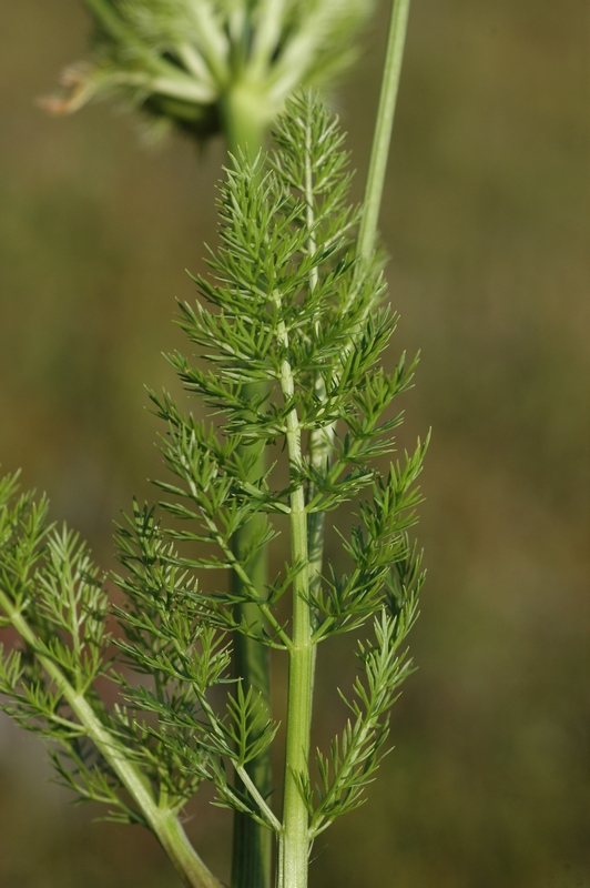 Image of Schulzia crinita specimen.