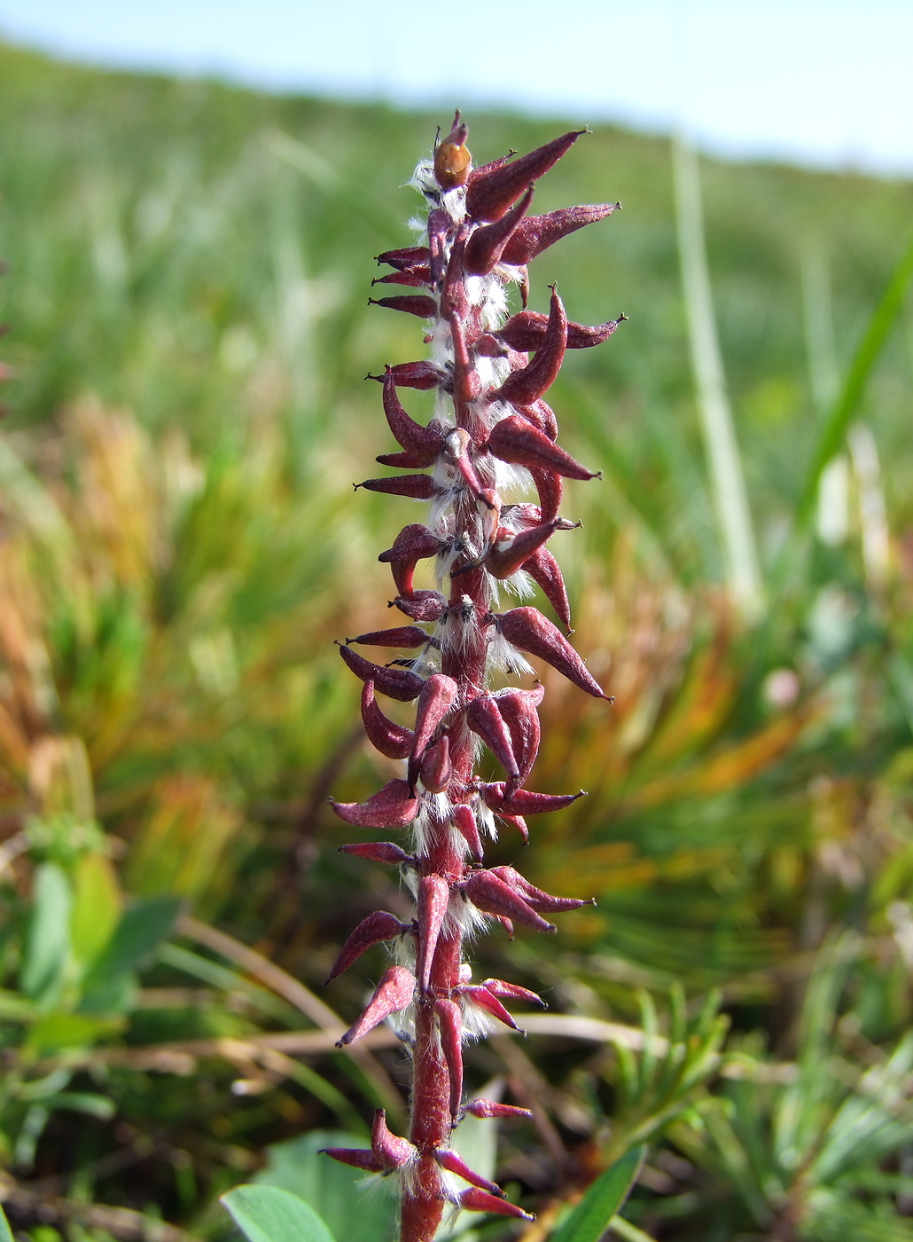 Image of Salix alexii-skvortzovii specimen.