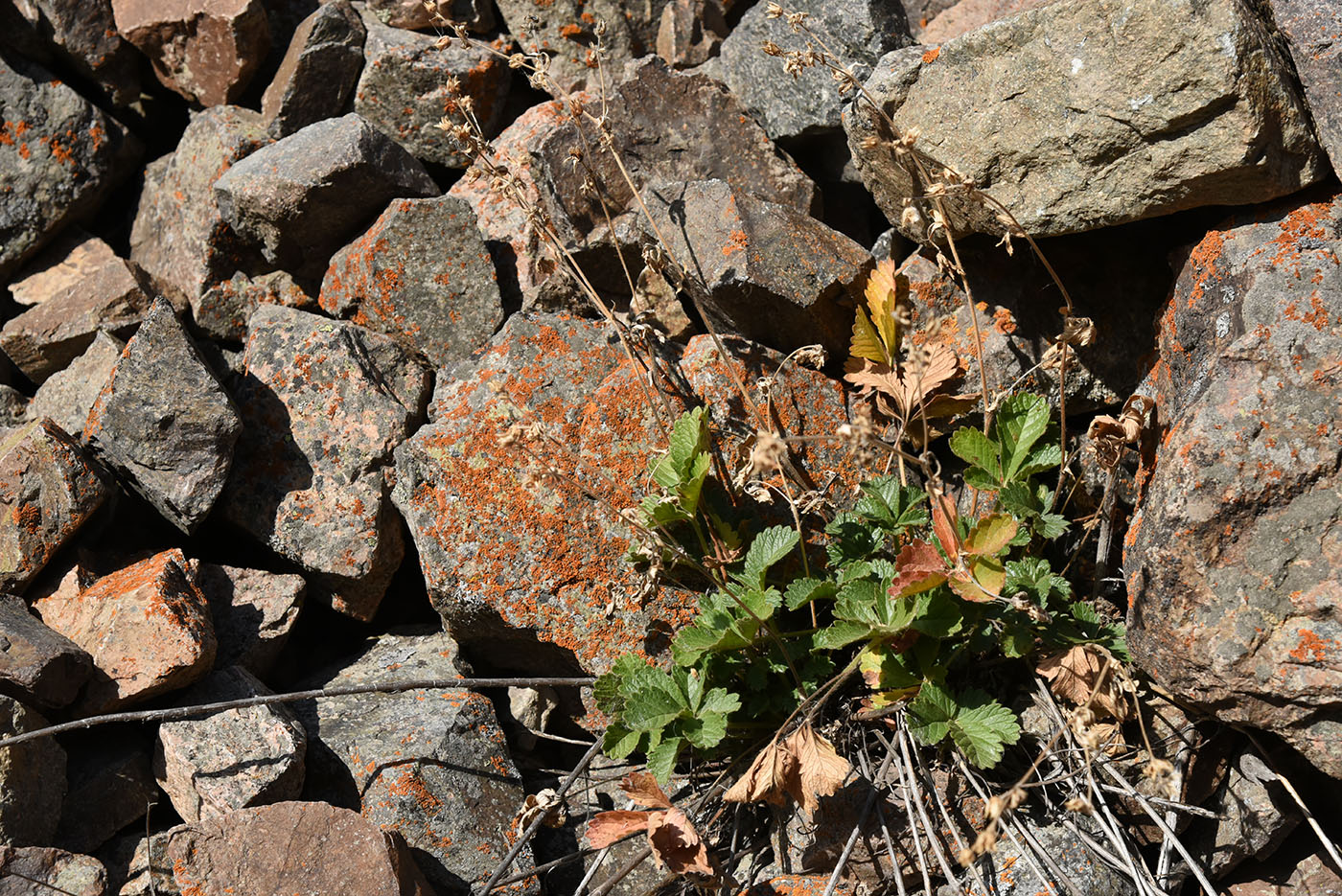 Image of Potentilla asiatica specimen.