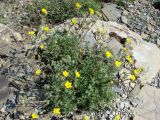 Potentilla soongorica