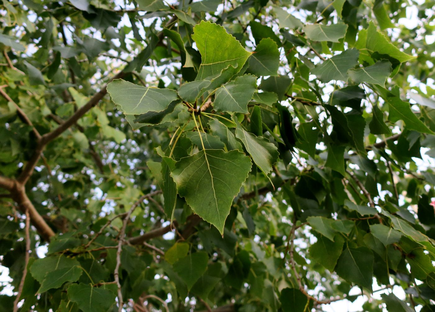 Изображение особи Populus nigra.