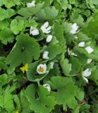 Sanguinaria canadensis. Верхушки цветущих растений. Москва, филиал Ботсада МГУ \"Аптекарский огород\", теневой сад, в культуре. 10.05.2022.