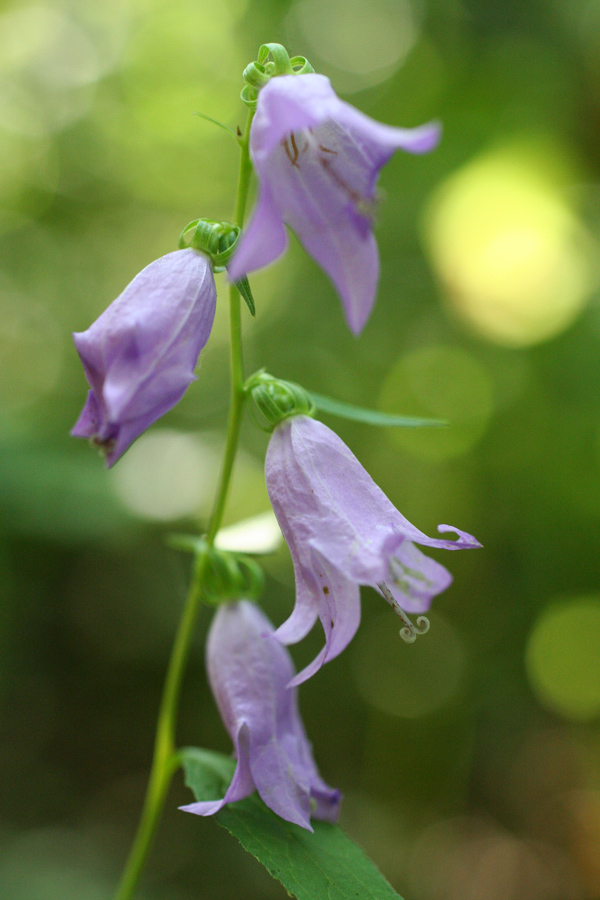 Image of Campanula rapunculoides specimen.