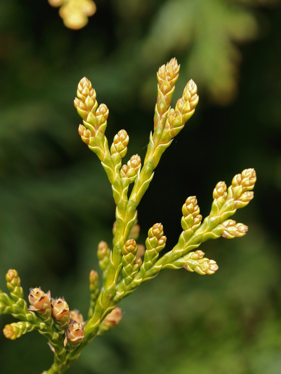 Image of Thuja occidentalis specimen.