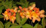 Rhododendron calendulaceum. Соцветия и листья. Санкт-Петербург, парк Ботанического сада БИН РАН, в культуре. 07.06.2022.