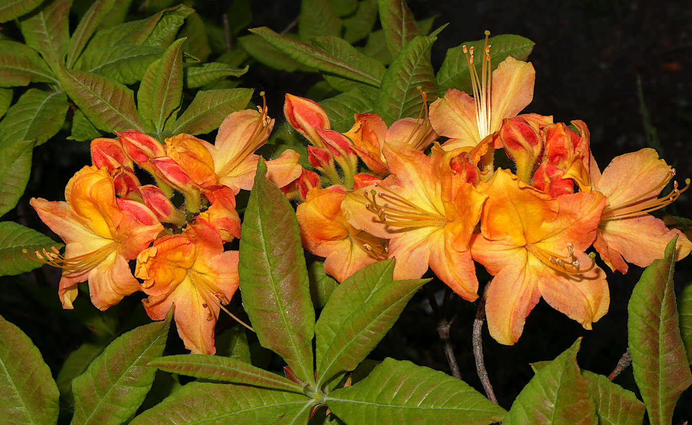 Image of Rhododendron calendulaceum specimen.
