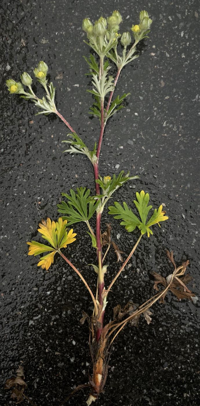 Image of Potentilla argentea specimen.