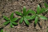 Galium triflorum