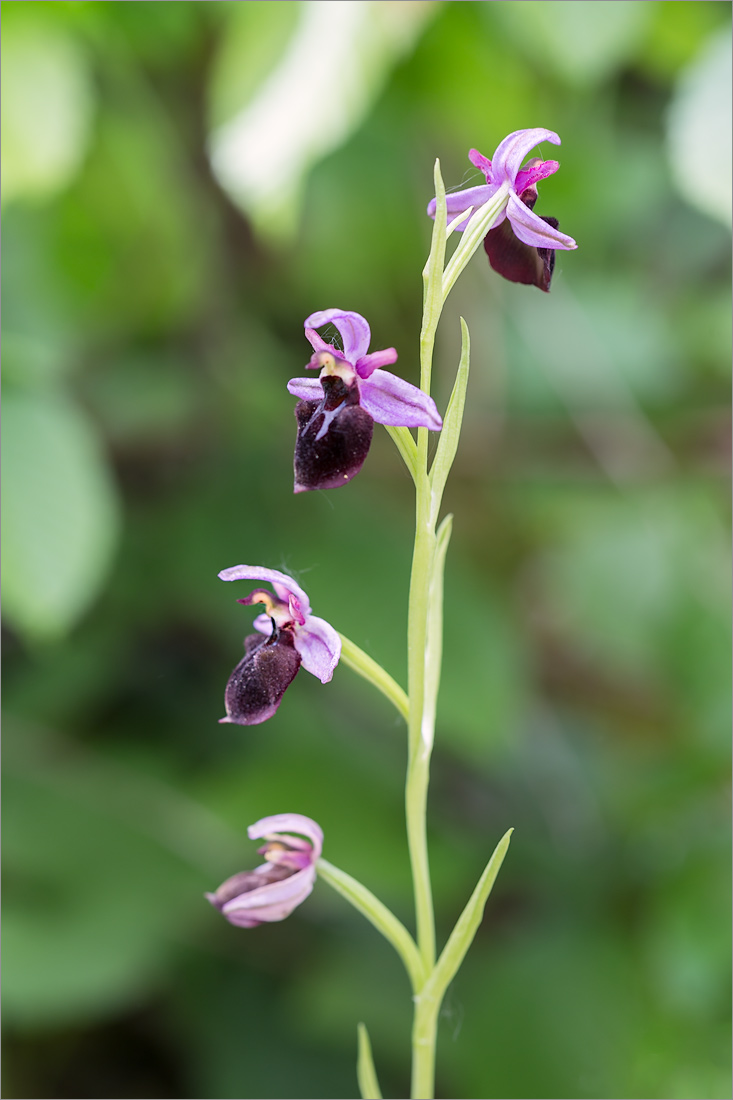 Изображение особи Ophrys mammosa ssp. caucasica.