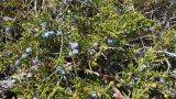 genus Juniperus