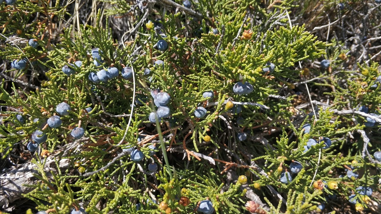 Image of genus Juniperus specimen.