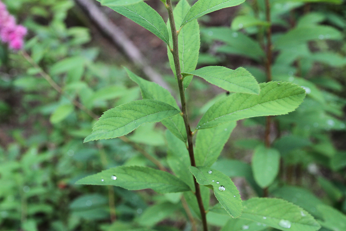 Image of genus Spiraea specimen.