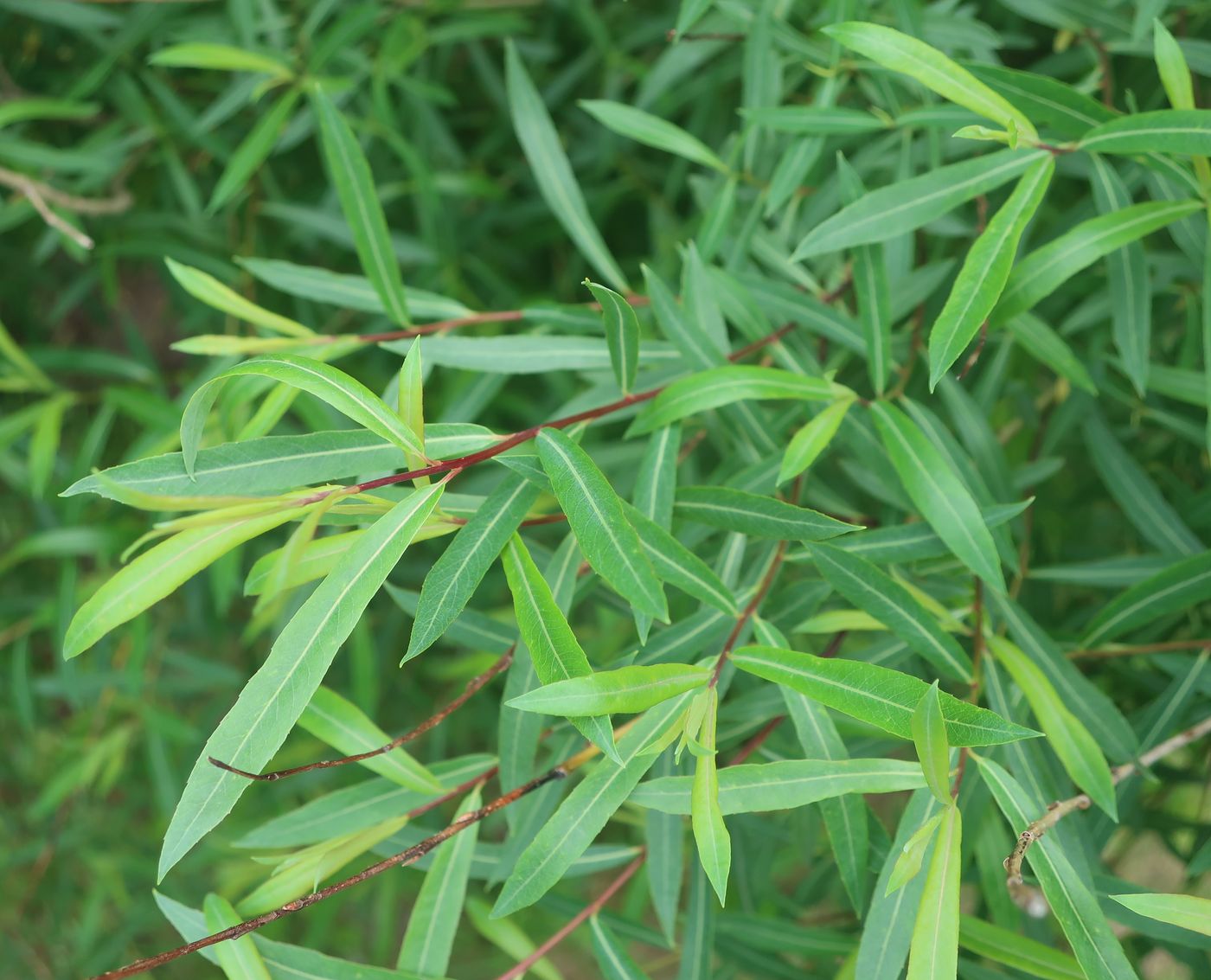 Image of Salix purpurea specimen.