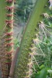 familia Arecaceae. Части черешков. Папуа Новая Гвинея, регион Момасе, провинция Восточный Сепик, река Юэт, деревня Kanduanum. 27.08.2009.