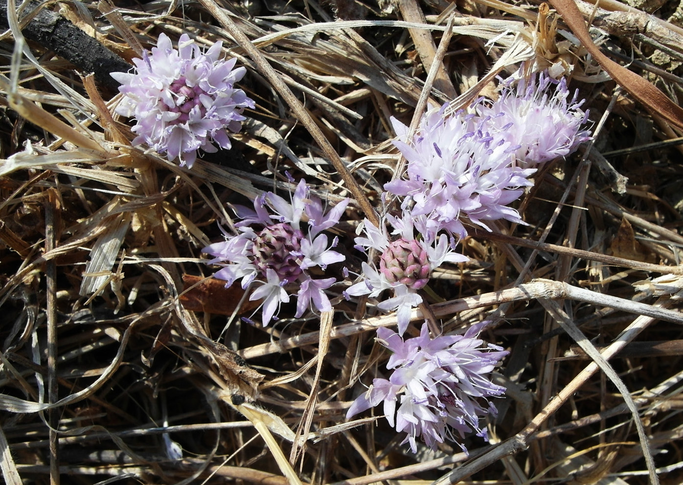 Изображение особи Cephalaria joppensis.