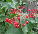 Viburnum sargentii