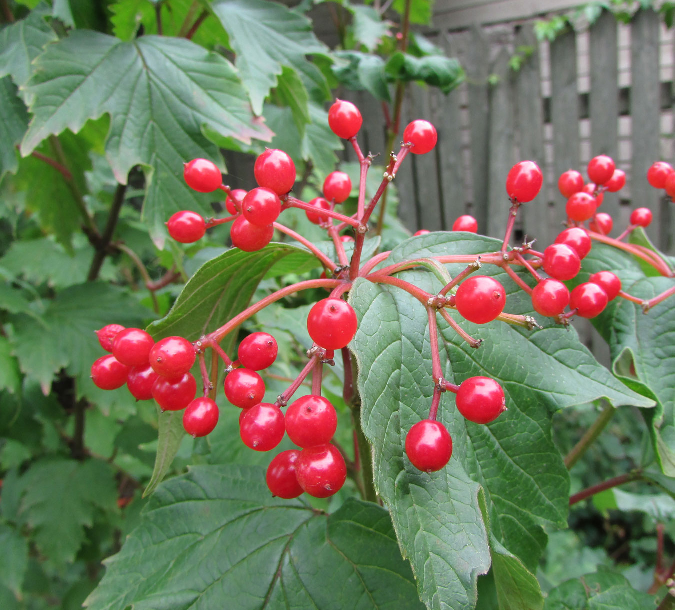 Image of Viburnum sargentii specimen.