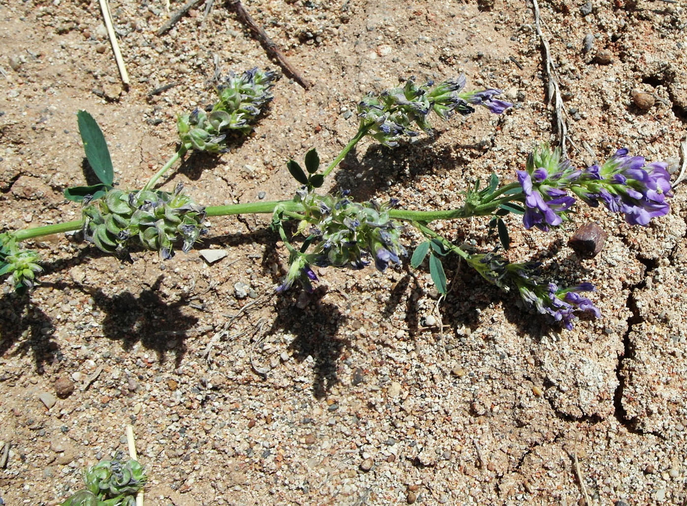 Image of Medicago sativa specimen.