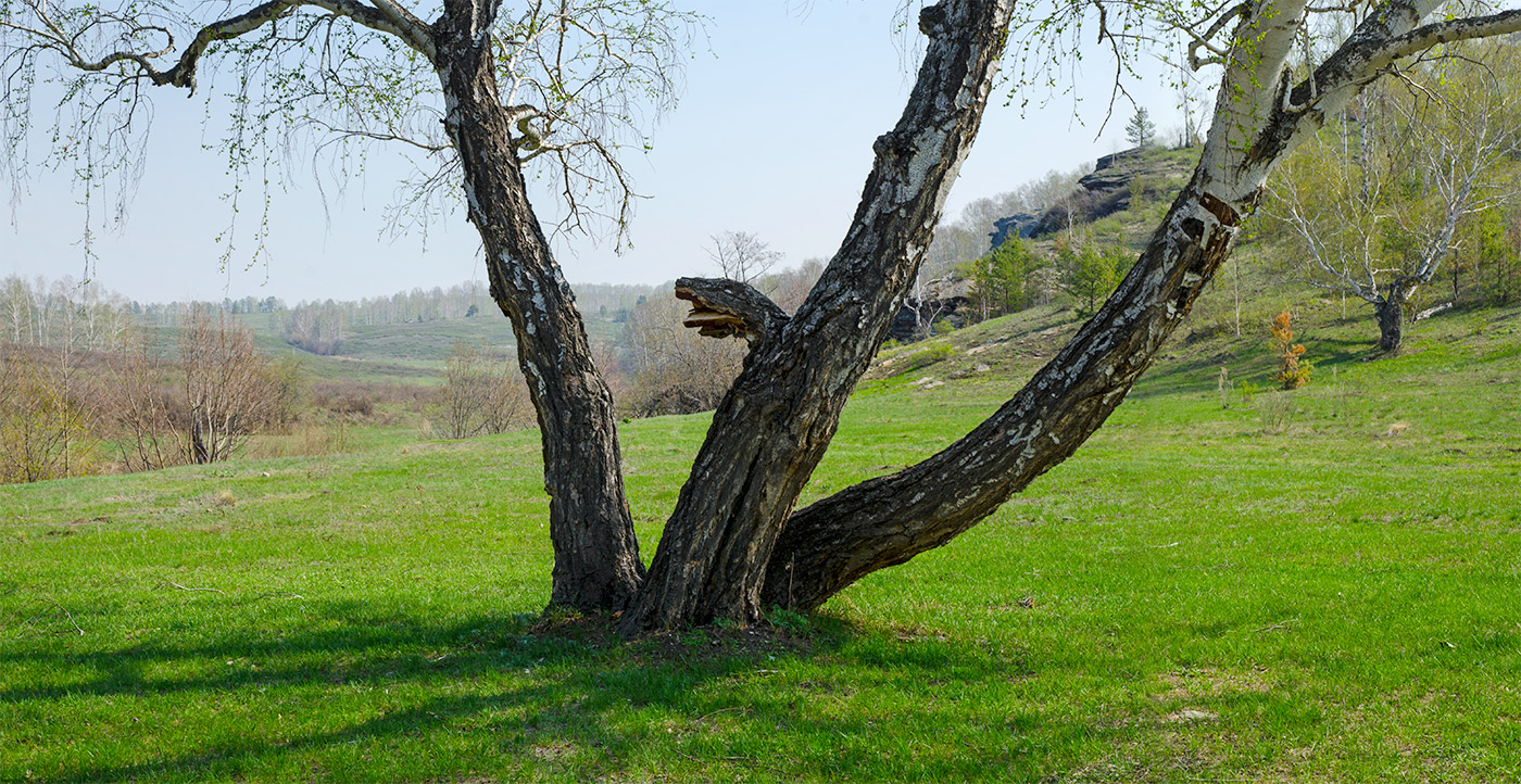 Image of genus Betula specimen.