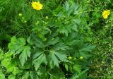 Ranunculus repens