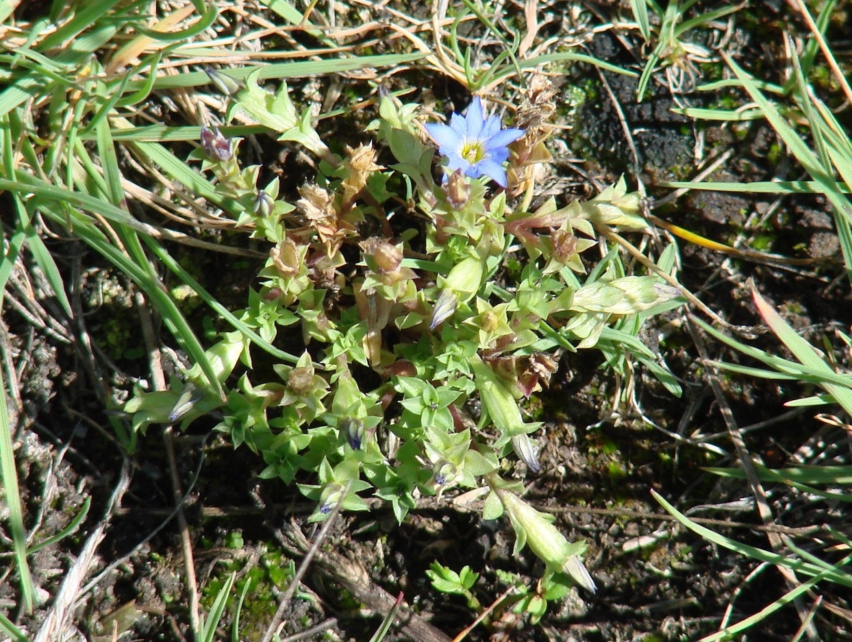 Изображение особи Gentiana squarrosa.