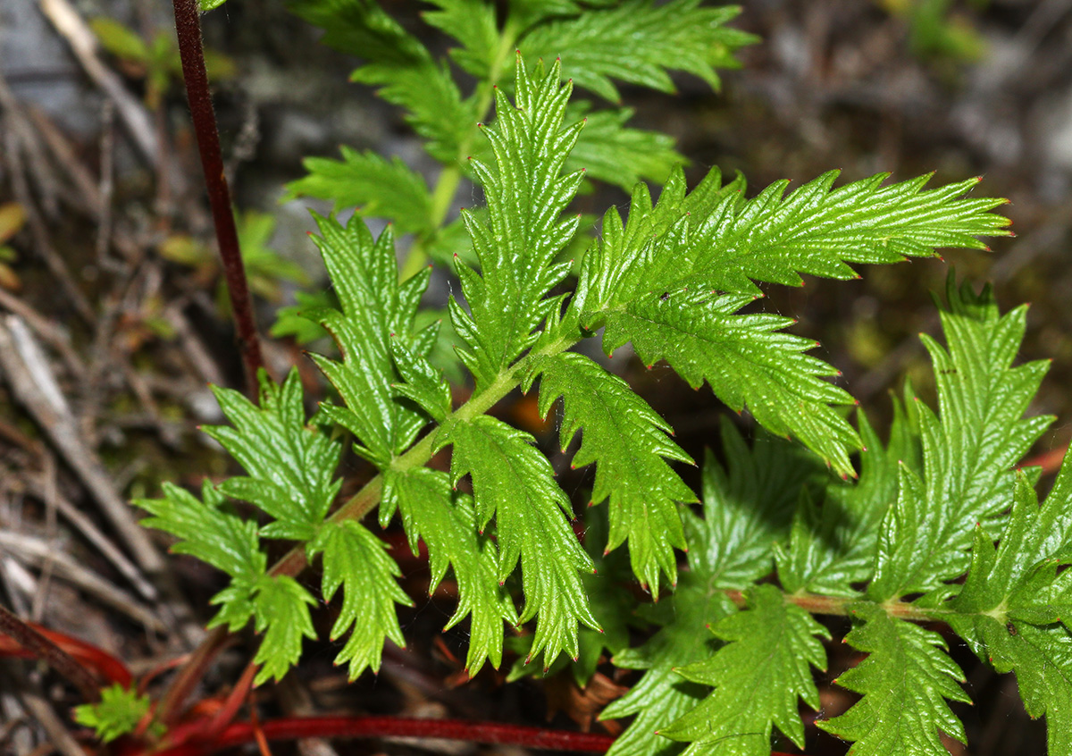 Image of Potentilla acervata specimen.