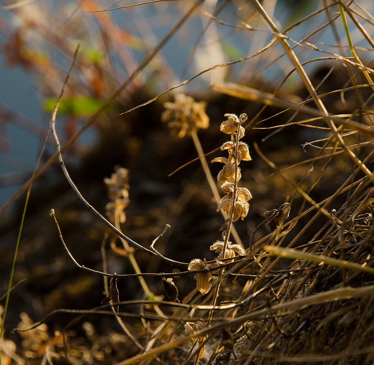Image of Helianthemum nummularium specimen.