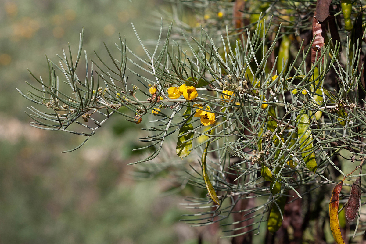 Изображение особи Senna artemisioides.