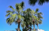 Washingtonia robusta. Кроны с бутонизирующими соцветиями. Марокко, обл. Касабланка - Сеттат, г. Касабланка, в культуре. 30.12.2022.