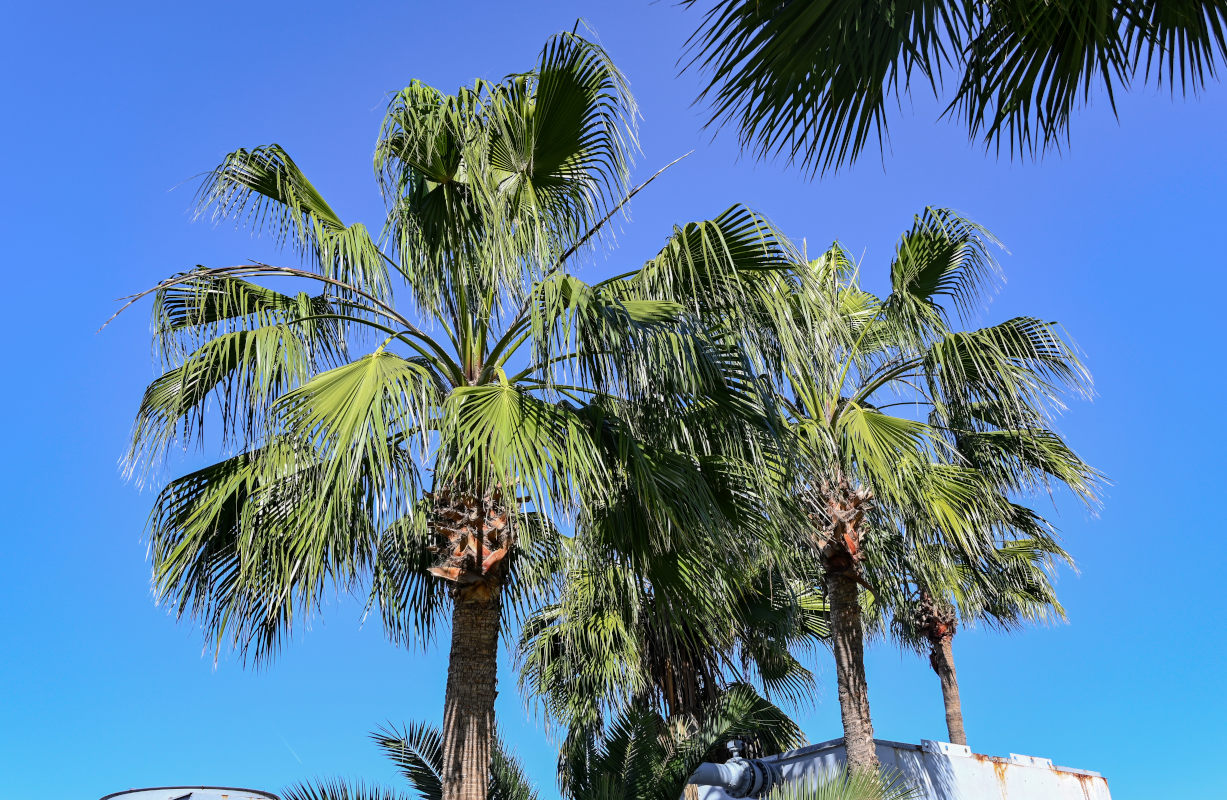 Image of Washingtonia robusta specimen.