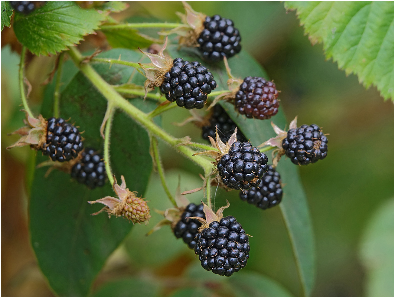 Изображение особи Rubus allegheniensis.