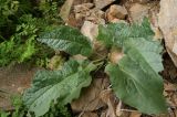 род Rumex