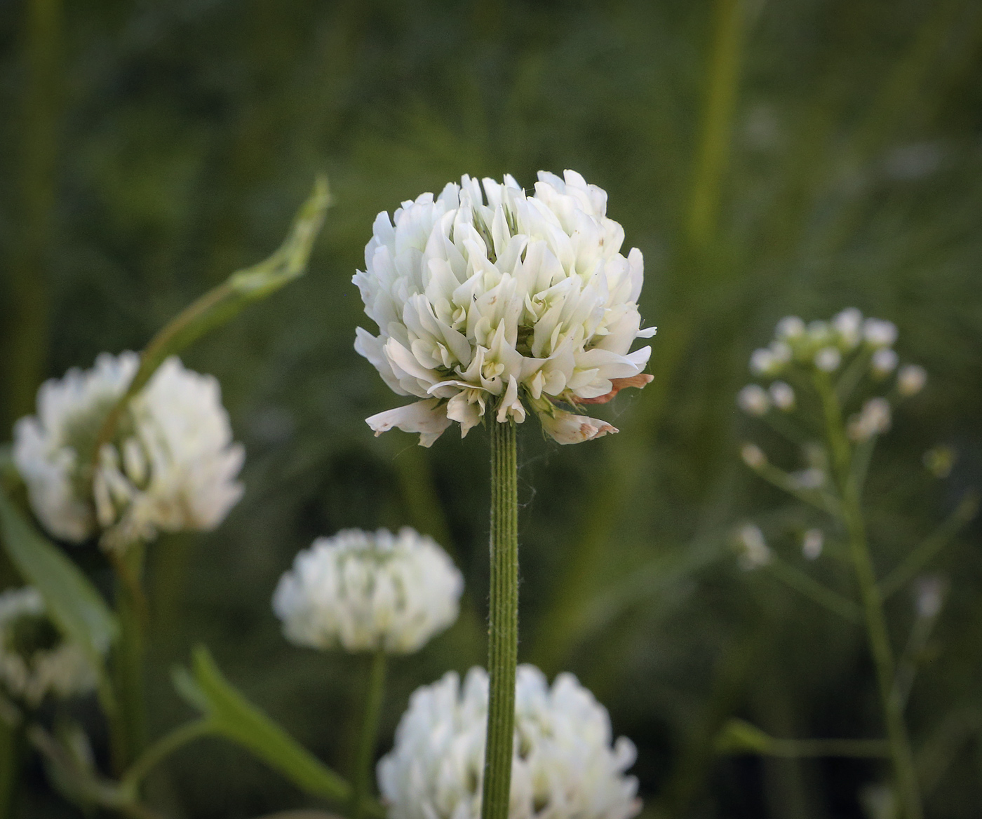 Image of genus Trifolium specimen.