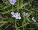 Tradescantia virginiana. Цветки, бутоны и листья. Пермский край, г. Пермь, Кировский р-н, клумба у жилого дома. 17.07.2022.