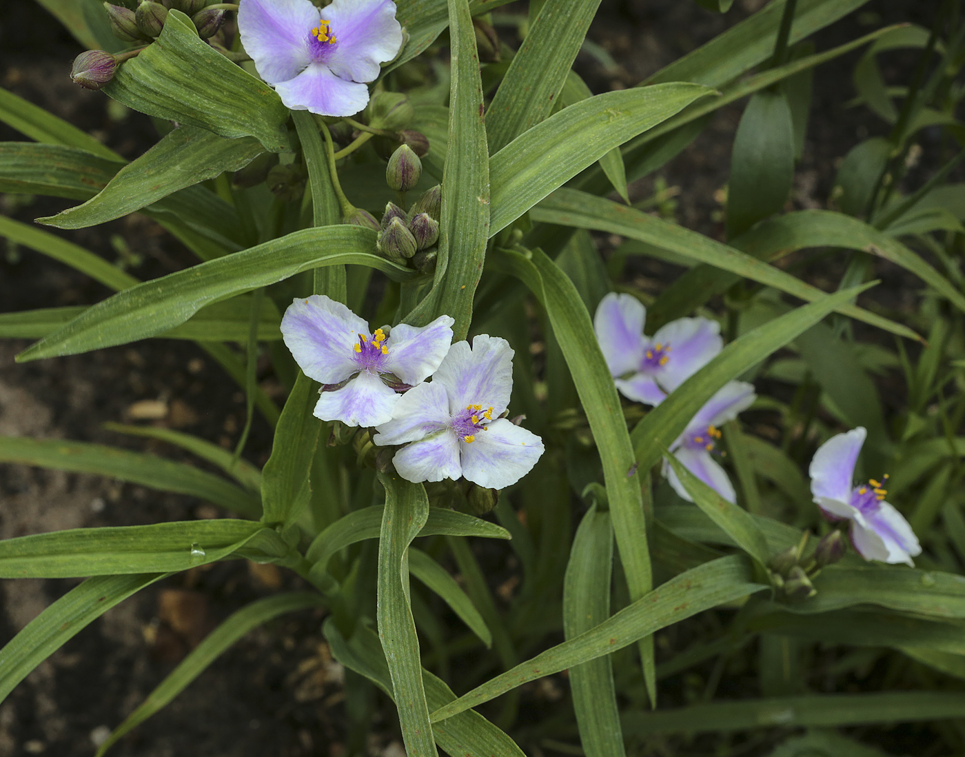 Изображение особи Tradescantia virginiana.