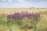 Astragalus onobrychis. Цветущие растения. Астраханская обл., Черноярский р-н, окр. с. Солёное Займище, дол. р. Волга, ковыльная степь. 02.06.2022.