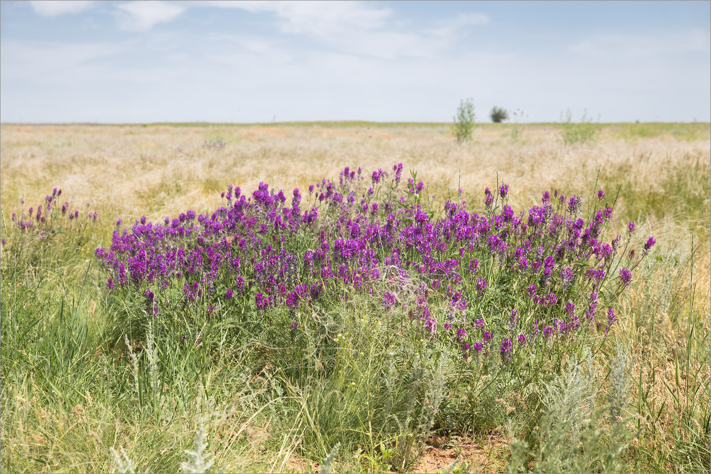 Изображение особи Astragalus onobrychis.