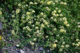 Medicago glutinosa. Верхушки побегов с соцветиями. Северная Осетия, Алагирский р-н, окр. пос. Верхний Фиагдон, каменистый склон. 23.07.2022.